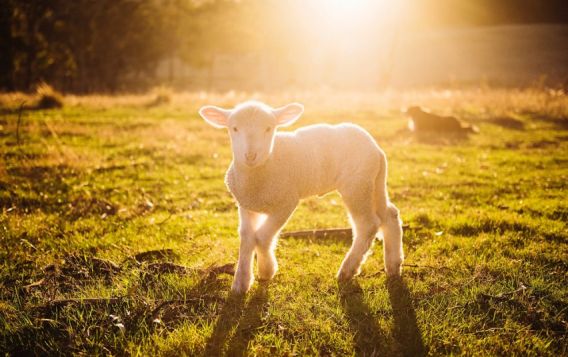 Avininkystė – ne tik mėsai, pirštinėms, bet ir statyboms