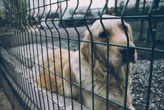 Seimas sugriežtino atsakomybę už gyvūnų nepriežiūrą ir žiaurų elgesį su jais