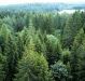 Seimas pritarė miškų urėdijų reformai