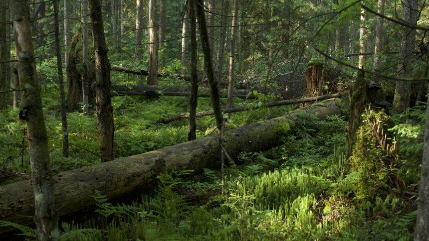 Kodėl Lietuvoje nesaugomi miškai?