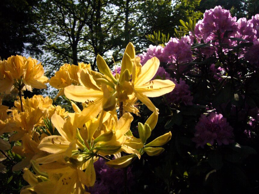 Dubravos arboretume skleidžiasi įspūdinga rododendrų kolekcija