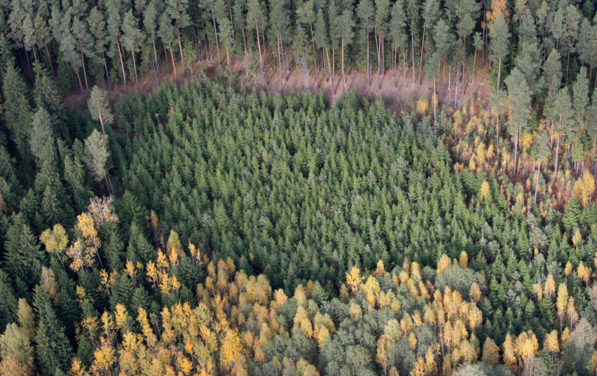 Minint Miškininko dieną, rugsėjį laukia beveik 30 pramogų miške