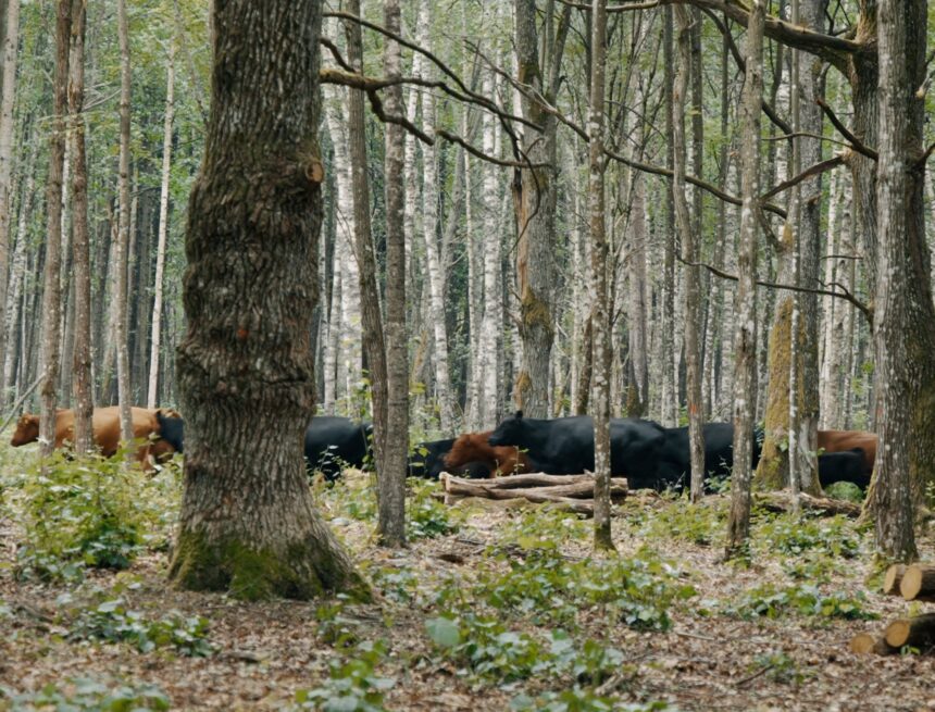Ginučių ąžuolyne – Lietuvos retųjų augalų lobynas Ginučių ąžuolyne – Lietuvos retųjų augalų lobynas