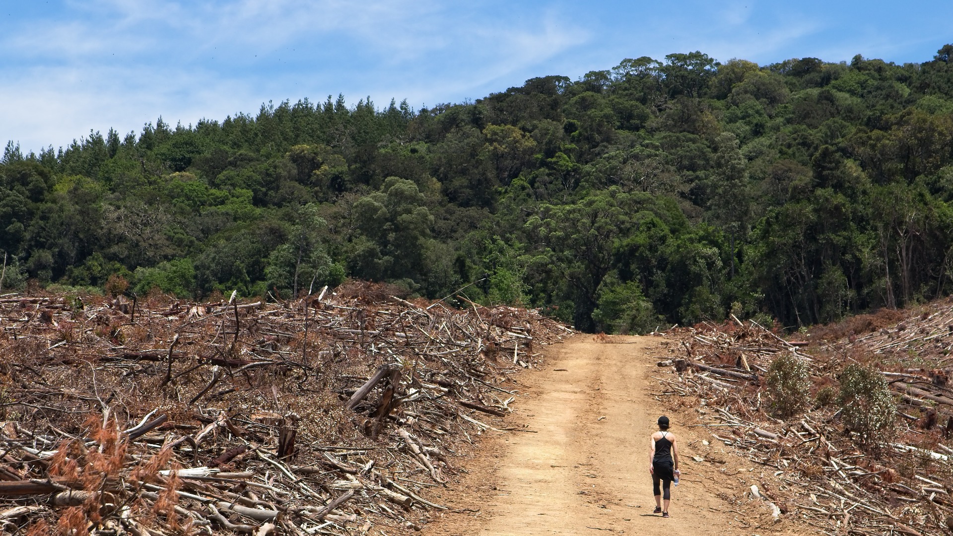 Mokslininkė B. Galdikas atkreipė dėmesį dėl kertamų miškų: „Rodykite pasauliui pavyzdį“