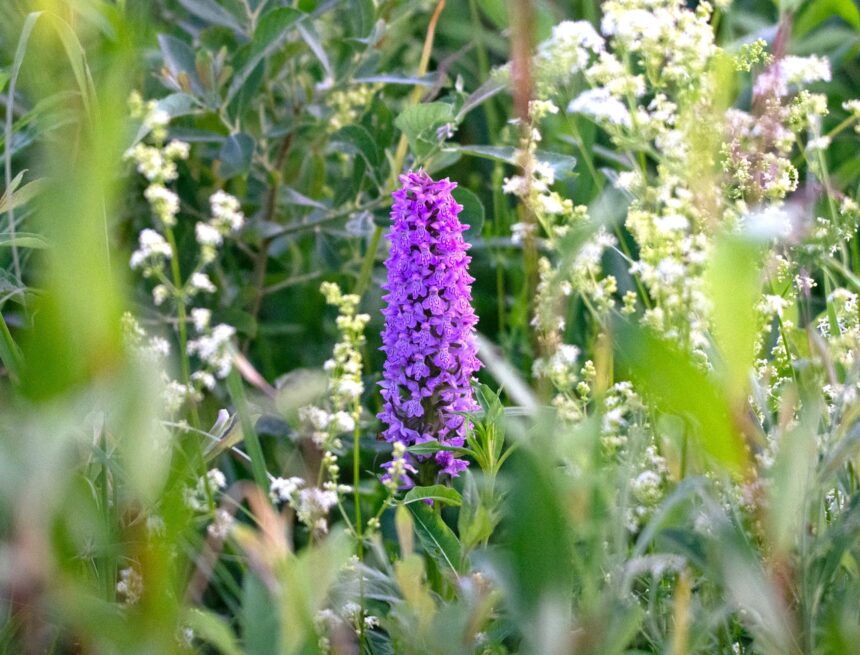 Atkuriamose Baltosios Vokės šlapžemėse rasta gausi retų orchidėjų augavietė