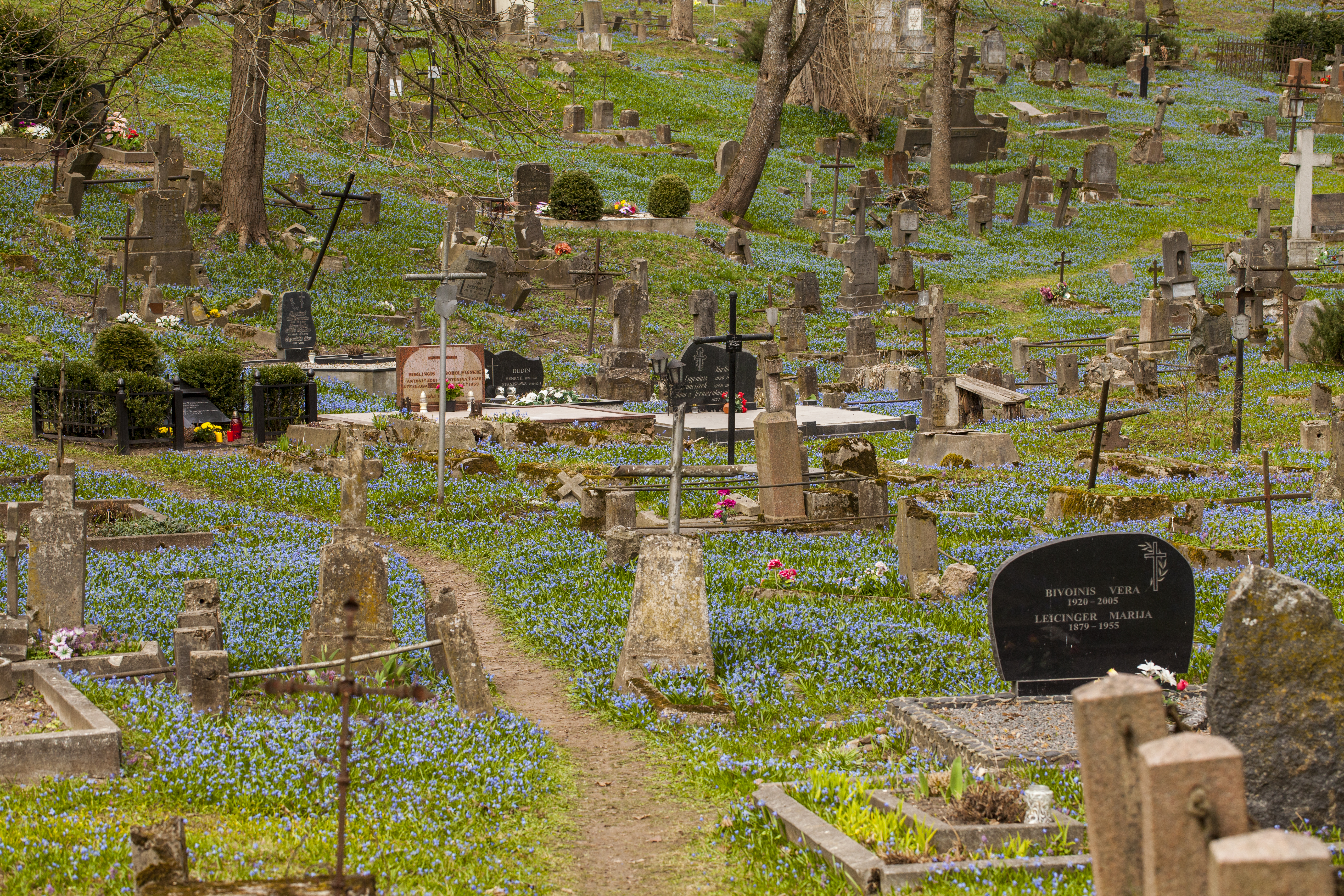 Senosiose Bernardinų kapinėse pražydo Sibirinės scylės
