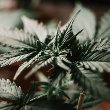 CBD aliejaus privalumai: nauda, reakcijos ir saugojimo patarimai