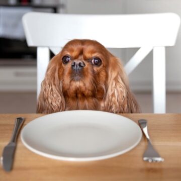 Ar šunų maistas turi įtakos jūsų augintinio elgesiui? Ką sako ekspertai?