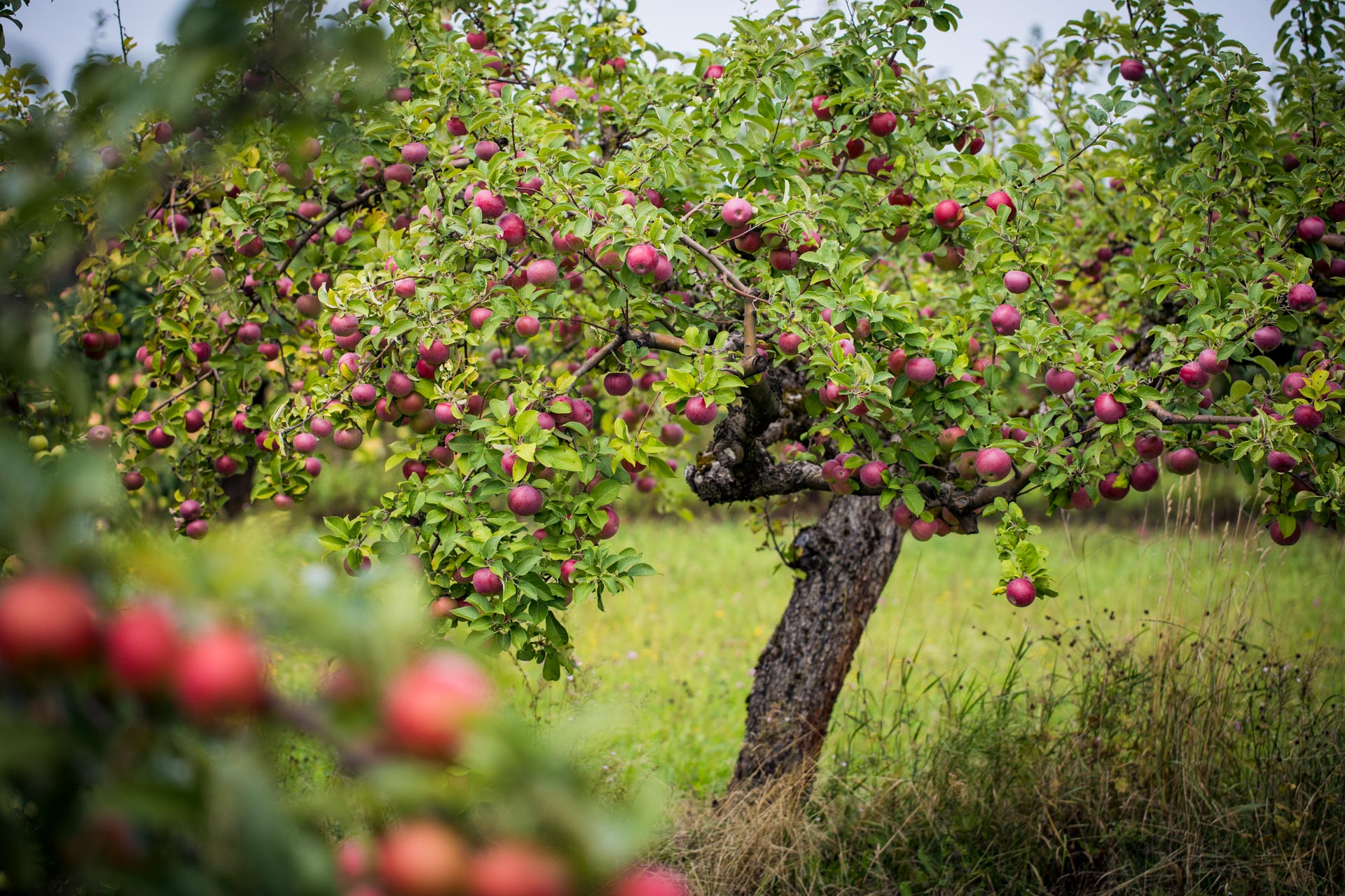 „Anykščių vynas“ ruošiasi obuolių derliaus supirkimo sezono startui: pristato patogias naujoves ir ieško darbuotojų