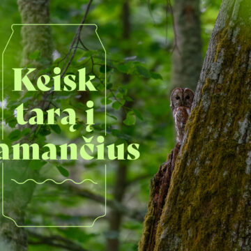 Taros surinkimo vietose atsivėrė galimybė išsaugoti senuosius Lietuvos miškus