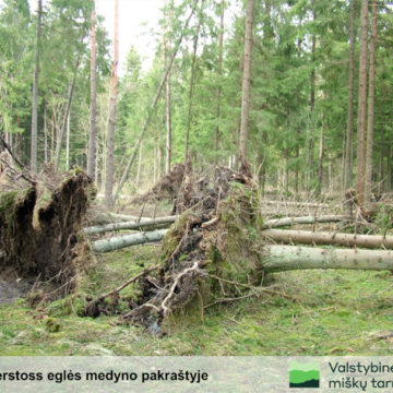 Miško savininkai raginami pasirūpinti savo eglynais