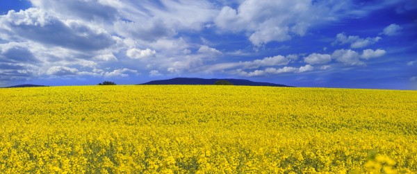 Rusijos agresija Ukrainoje. Gudijos vaidmuo. Bendrosios tezės