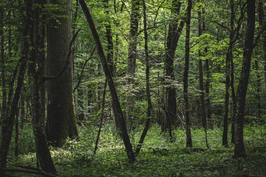 „Sengirės fondas“ pasiekė metų tikslą – išpirko virš 118 ha senųjų miškų