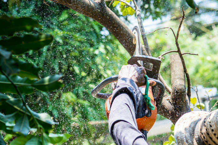 Formuojame brandžius medžius: profesionalus arboristas pataria, kaip nesuklysti