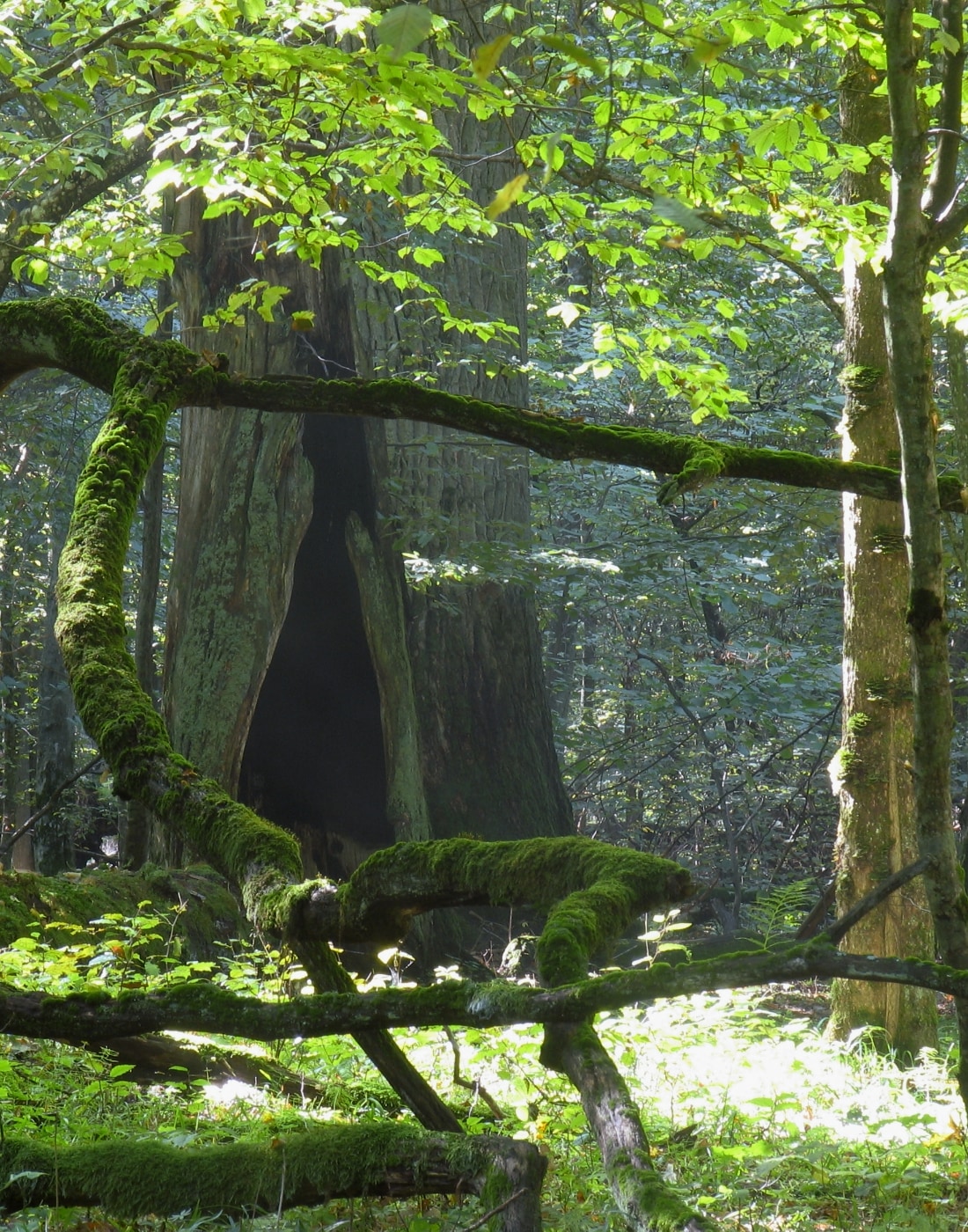 „Sengirės fondo“ išpirkto miško sklype – Sibiro tremtinių išsaugotas piliakalnis