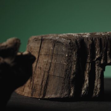 Povandeninių archeologų atrasto reliktinio miško paslaptys