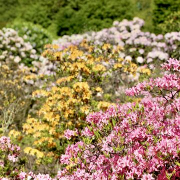 Į pažintį su rododendrais Kaune kviečia pražydusi gausi VDU Botanikos sodo kolekcija