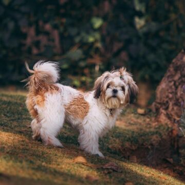 Kaip išsirinkti tinkamiausią veterinarijos kliniką? Kaip išsirinkti tinkamiausią veterinarijos kliniką?