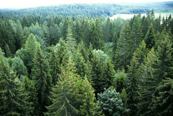 Seimas pritarė miškų urėdijų reformai